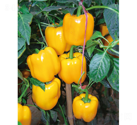 �S����-�����N��-����