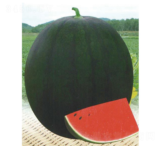 ������̖(h��o)-���ϷN��-����