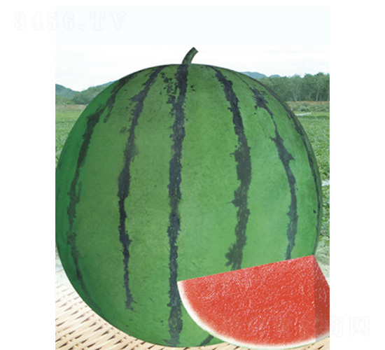 ������̖-���ϷN��-����