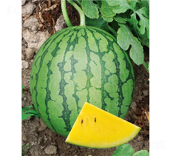 ����С�S-���ϷN��-����