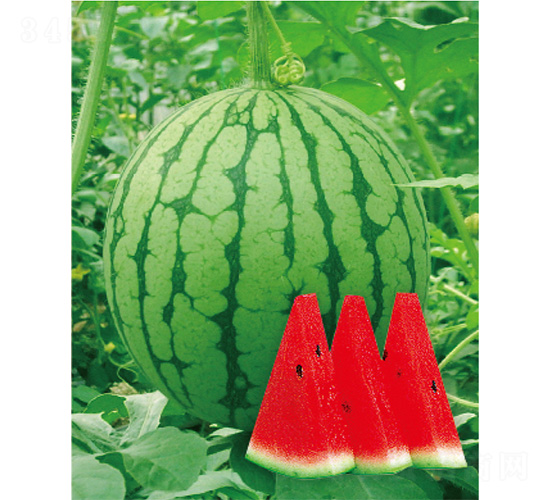 ����С�t-���ϷN��-����