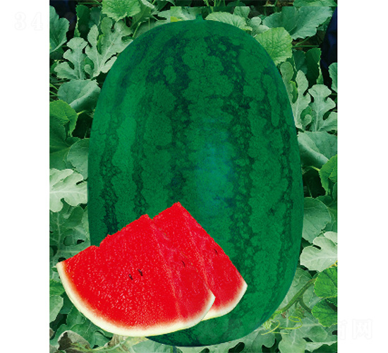 �������-���ϷN��-����