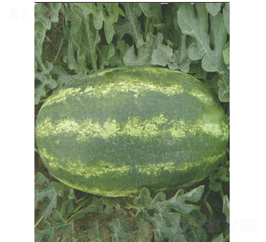 ����һ̖(h��o)-���ϷN��-����