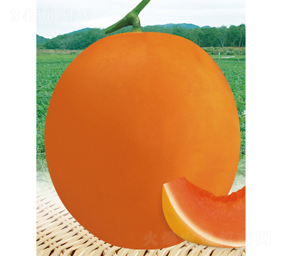 �����̖(h��o)-��ϷN��-����