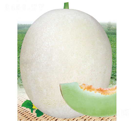 �����۶�̖(h��o)-��ϷN��-����