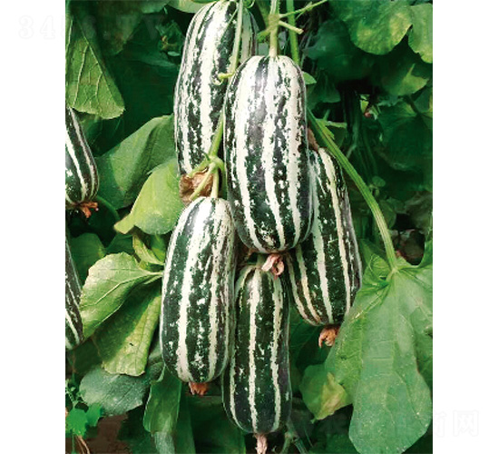 ������-��ϷN��-����