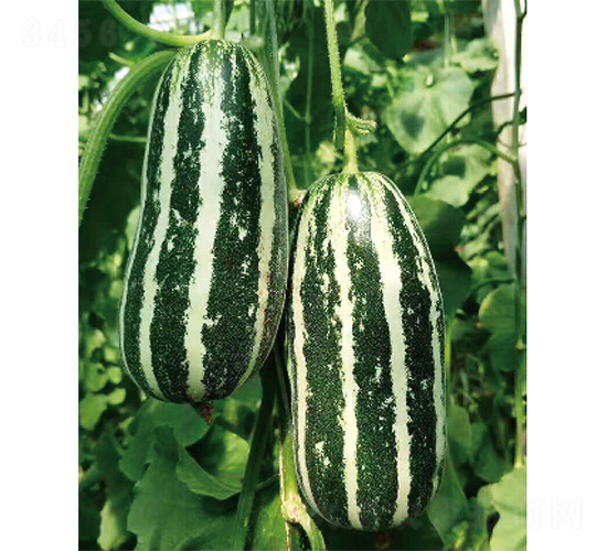 �����-��ϷN��-����