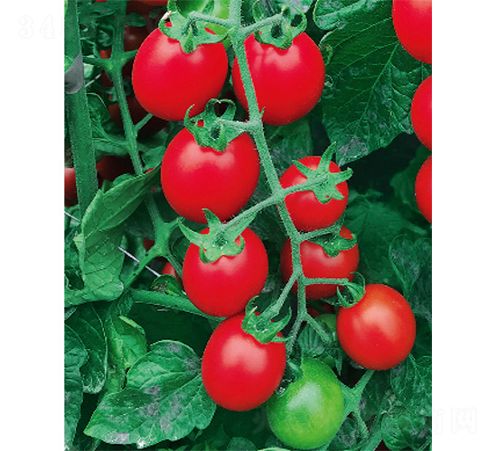 ����ţ-���ѷN��-����