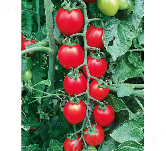 �_(t��i)�r(n��ng)1268-���ѷN��-����