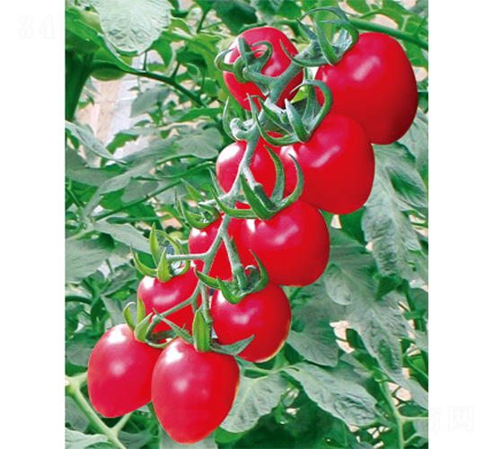 �_(t��i)��ϲ��-���ѷN��-����