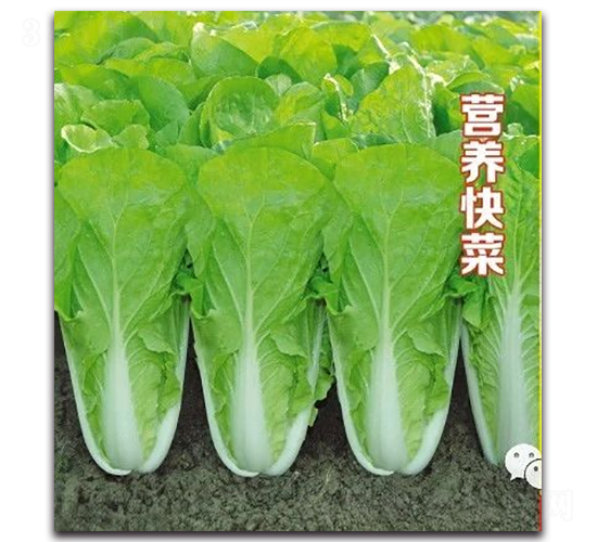 �I�B(y��ng)���-�ײ˷N��-��s�r(n��ng)�I(y��)