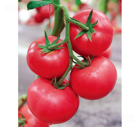 ʢ����̖-���ѷN��-����