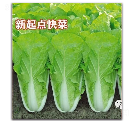 �����c���-�ײ˷N��-��s�r(n��ng)�I(y��)