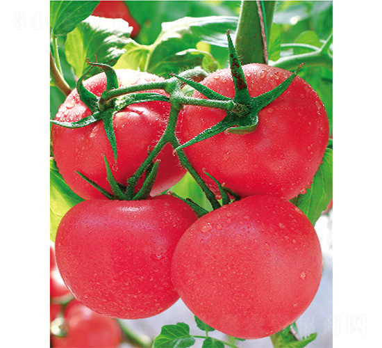 ʢ����̖-���ѷN��-����