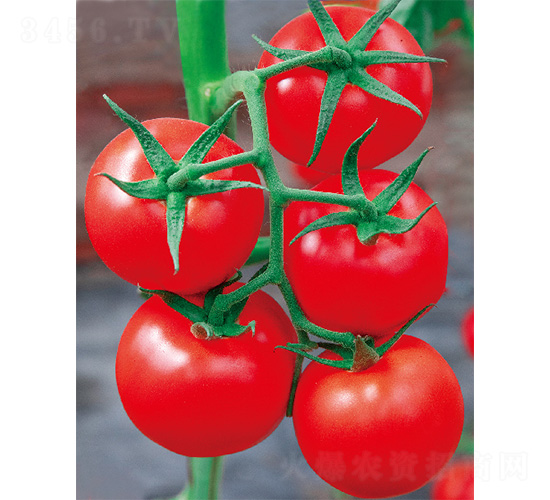 ِ����-���ѷN��-����