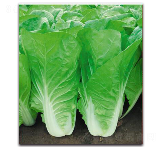 ���L(f��ng)���-�ײ˷N��-��s�r(n��ng)�I(y��)