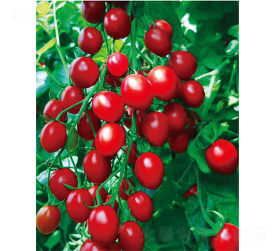 ��t-���ѷN��-����