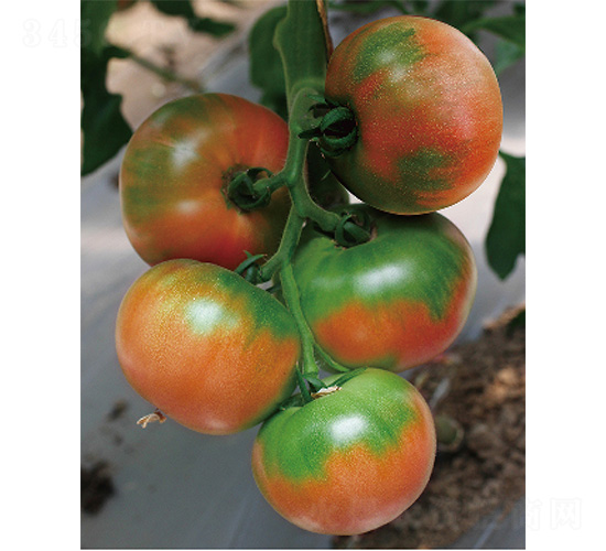 �������-���ѷN��-����