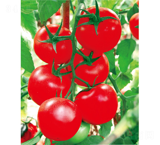 �{�_-���ѷN��-����