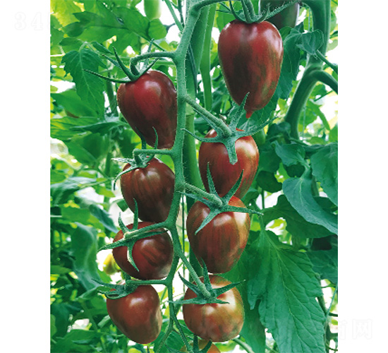 ��ؐ��-���ѷN��-����