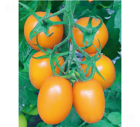 ����-���ѷN��-����