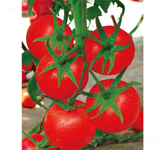 �P����-���ѷN��-����