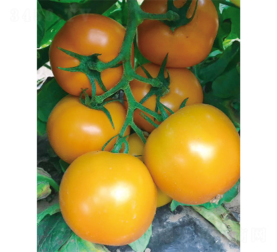 ���A��-���ѷN��-����