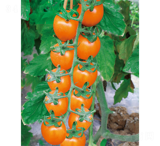 ����-���ѷN��-����