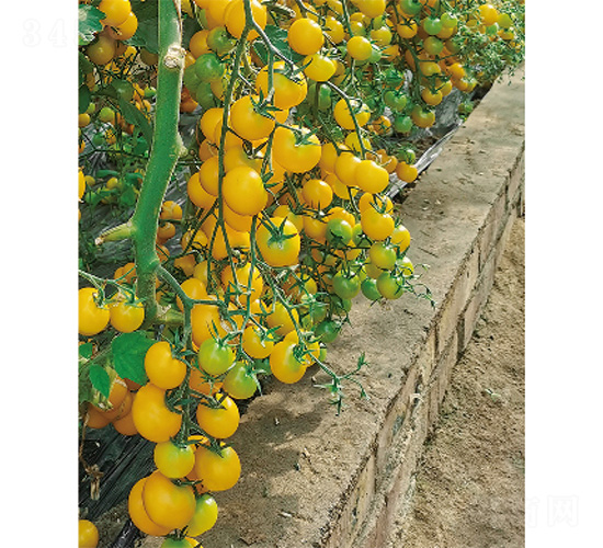 ���R-���ѷN��-����