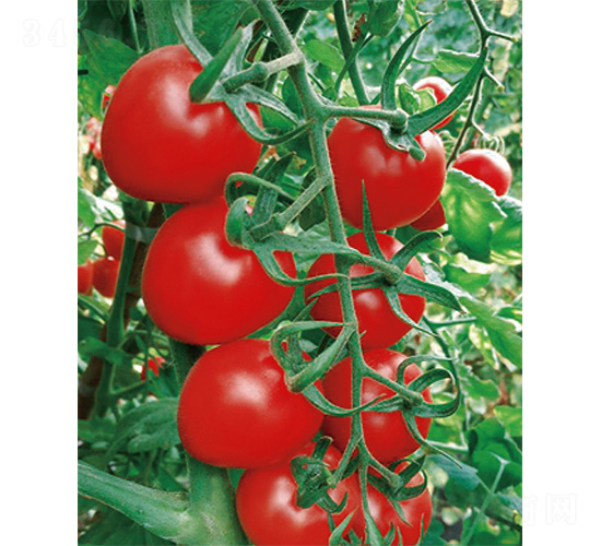 ����-���ѷN��-����