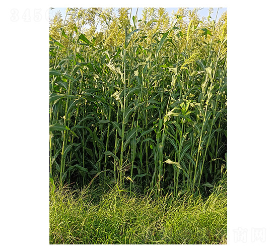 �����N�ӈD-��Ų�