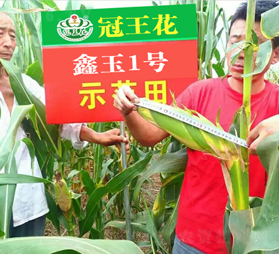 ����1̖(h��o)-���׷N��-������