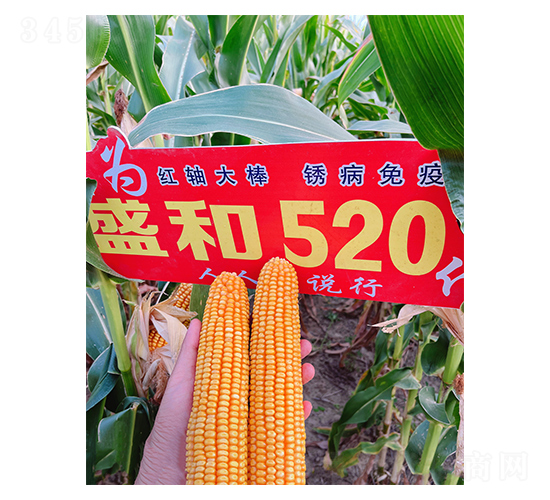 ʢ��520���׷N��Ч���D