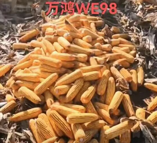 ���׷N��WE98-�f���N�I(y��)