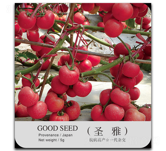 ʥ��-���ѷN��-�ٺ̹�