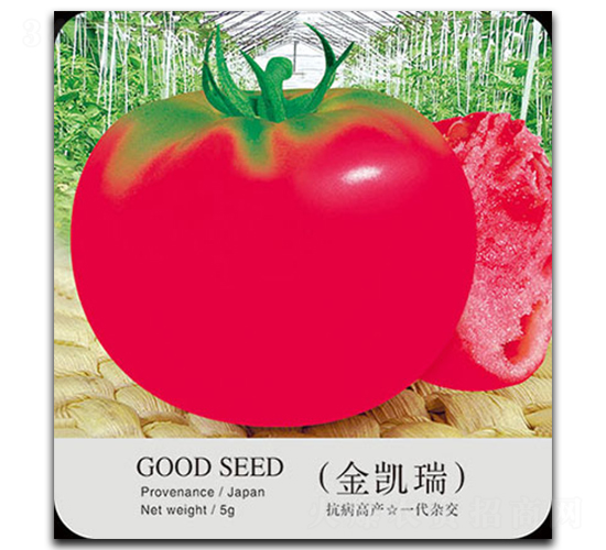 ���P��-���ѷN��-�ٺ̹�