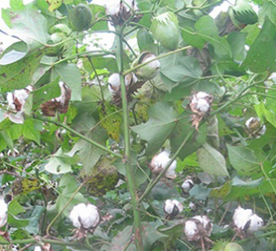 �K�s208-�޻��N��-����N�I(y��)