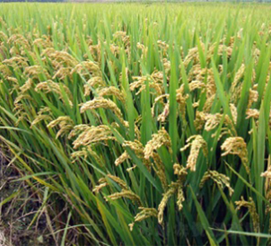 �Ͼ�44-ˮ���N��-����N�I(y��)