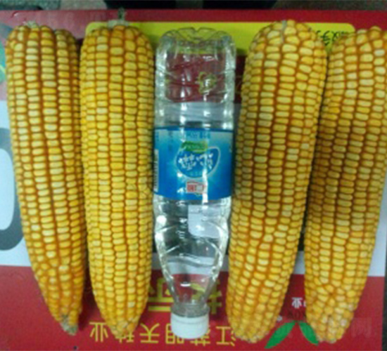 �K��20-���׷N��-����N�I(y��)