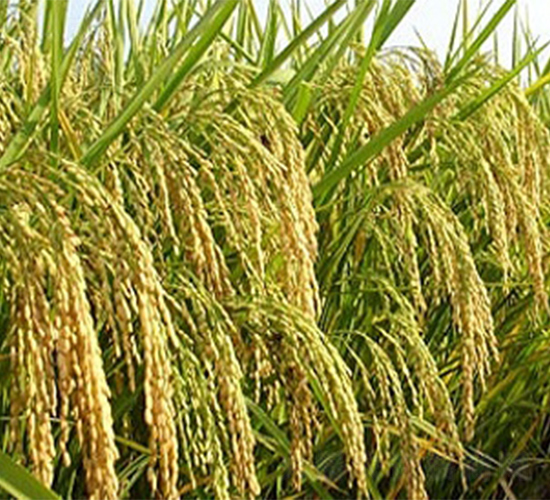 II��(y��u)084-ˮ���N��-����N�I(y��)