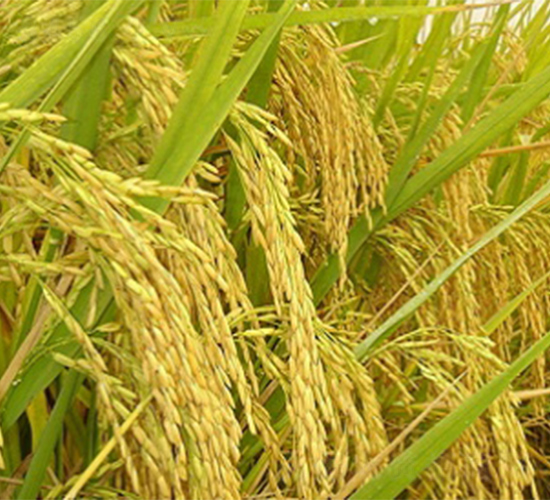 ��(n��i)2��(y��u)6̖(h��o)-ˮ���N��-����N�I(y��)