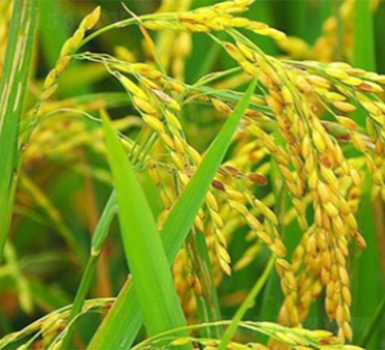 ��(y��u)42-ˮ���N��-����N�I(y��)