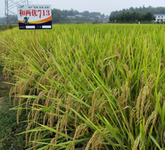 �̓Ƀ�(y��u)713-ˮ���N��-����N�I(y��)