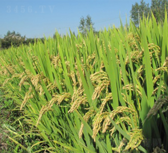 ����6̖-ˮ���N��-����N�I(y��)