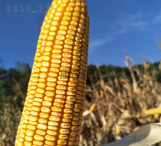 ���r(n��ng)��6̖(h��o)-���׷N��-���r(n��ng)�N�I(y��)