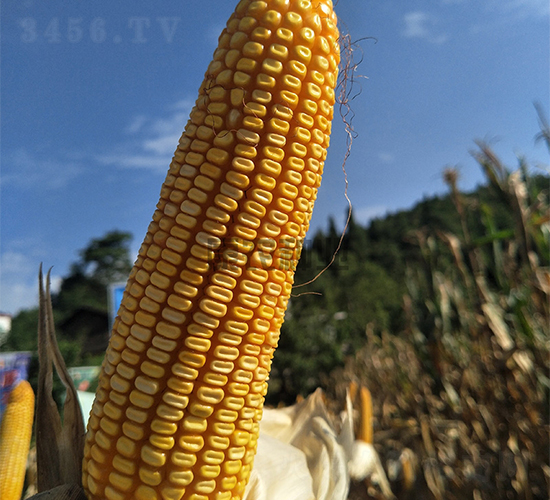 ���r(n��ng)2̖(h��o)-���׷N��-���r(n��ng)�N�I(y��)