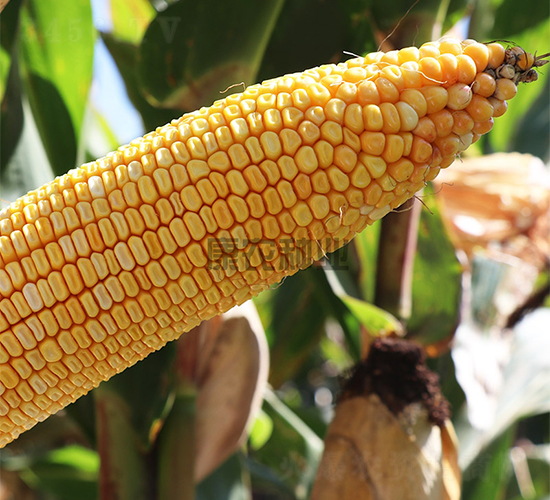 ���r808-���׷N��-���r�N�I(y��)