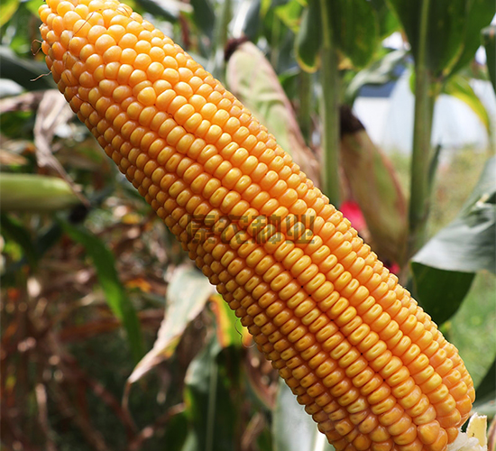 ���r(n��ng)��3̖-���׷N��-���r(n��ng)�N�I(y��)