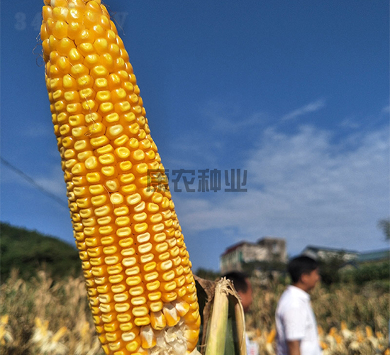 ����1108-���׷N��-���r(n��ng)�N�I(y��)