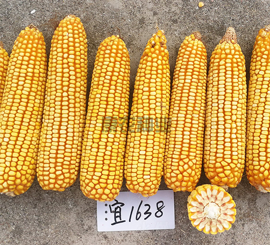 �ˆ�1638-���׷N��-���r(n��ng)�N�I(y��)